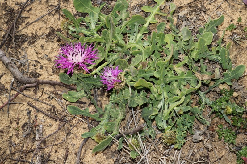 Centaurea susannae photo 6