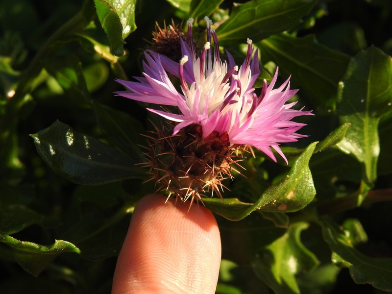 Centaurea susannae photo 7