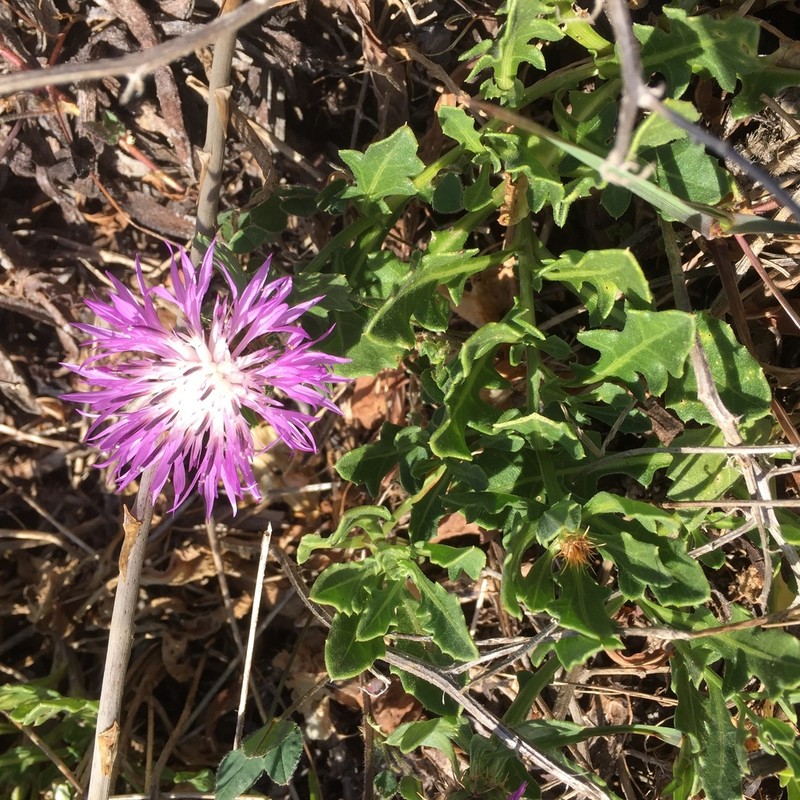 Centaurea susannae photo 8