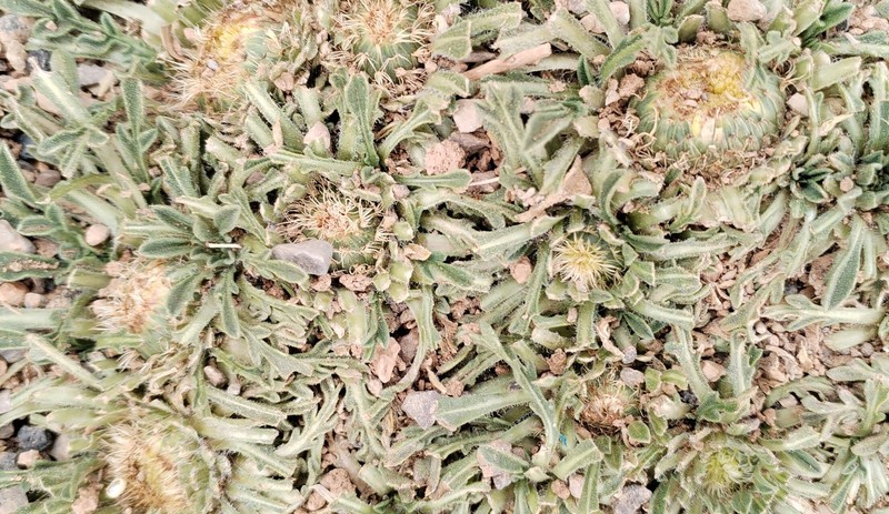 Centaurea takredensis