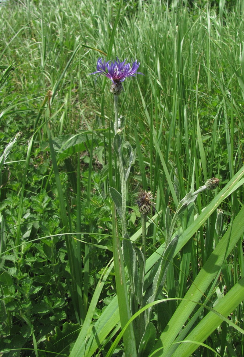 Centaurea tanaitica photo 2
