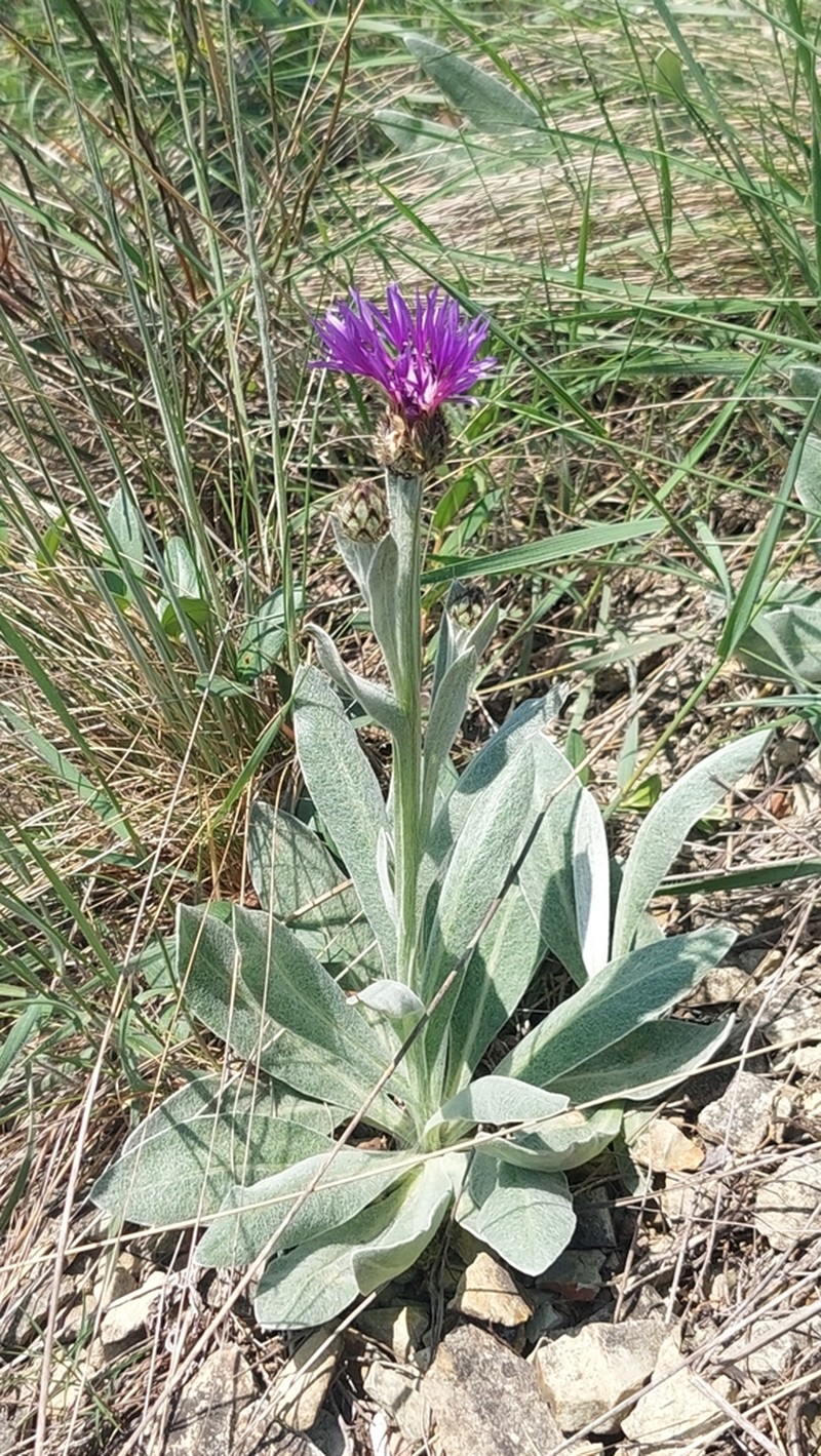 Centaurea tanaitica photo 3