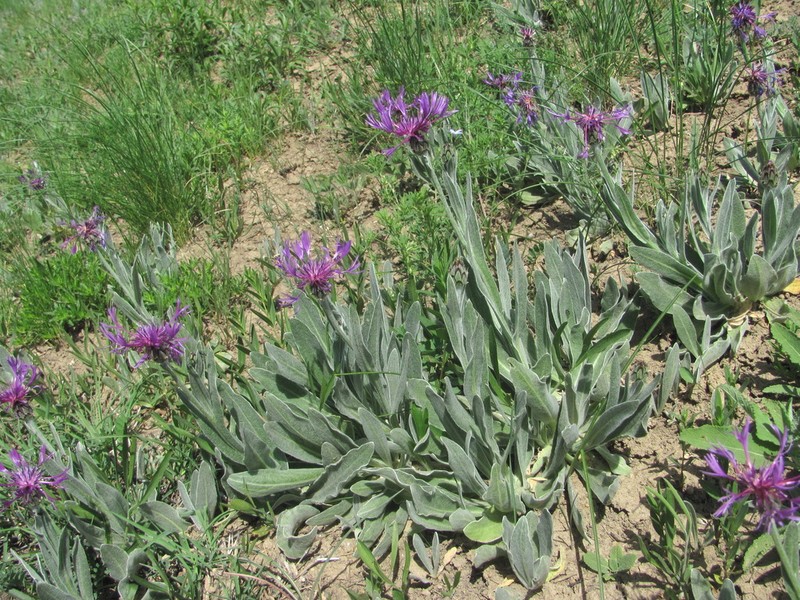 Centaurea tanaitica photo 4