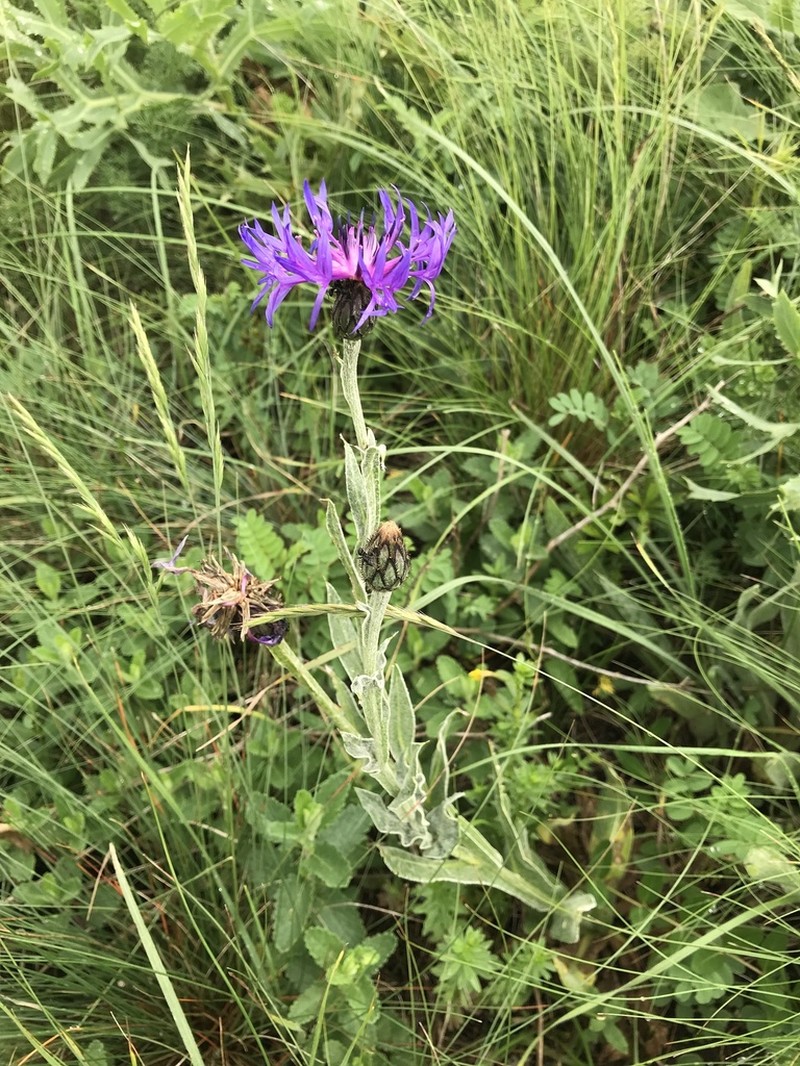 Centaurea tanaitica photo 5