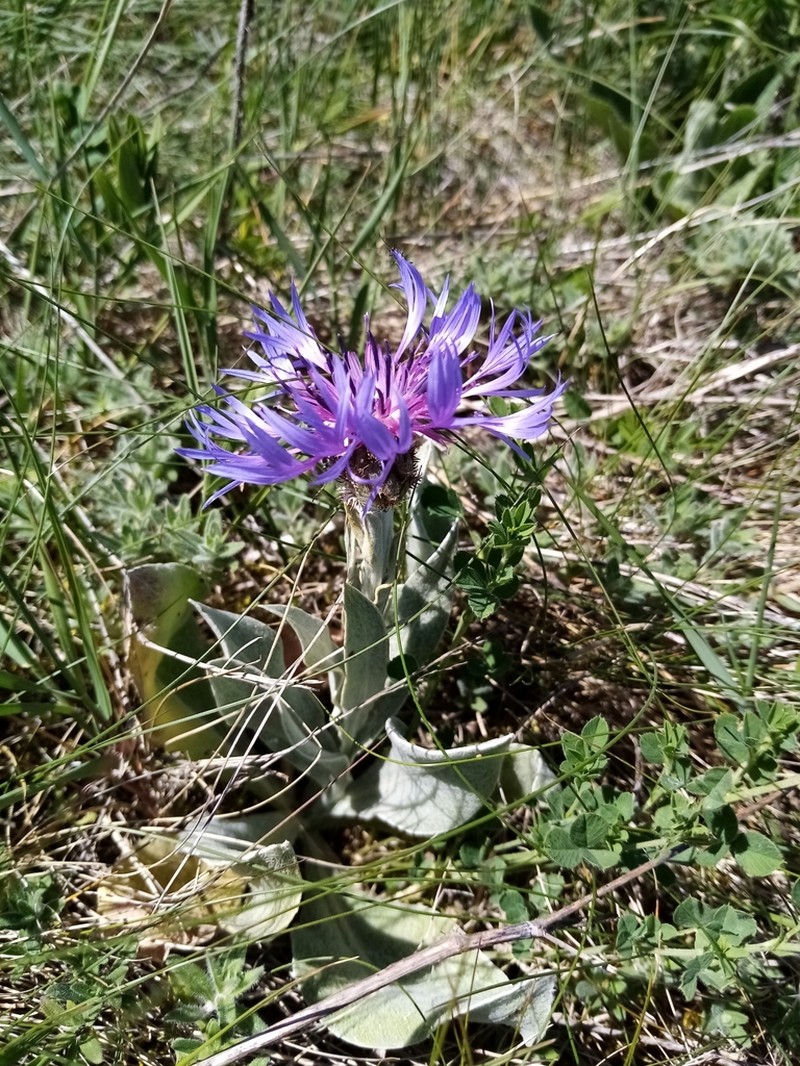 Centaurea tanaitica photo 6
