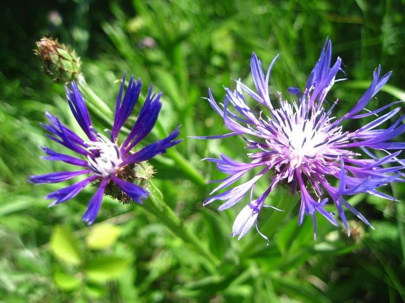 Centaurea tanaitica photo 7