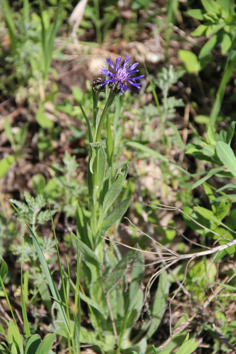 Centaurea tanaitica photo 8