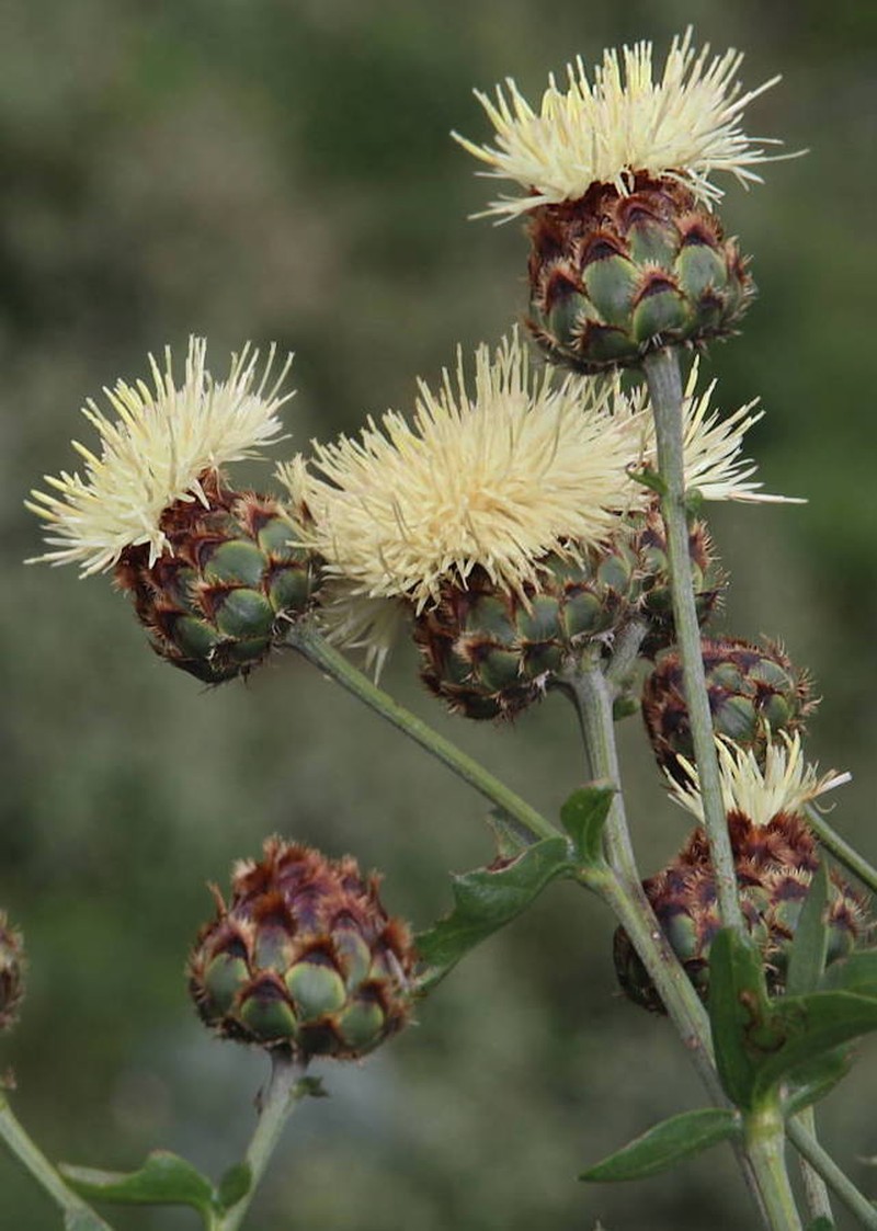 Centaurea tauromenitana