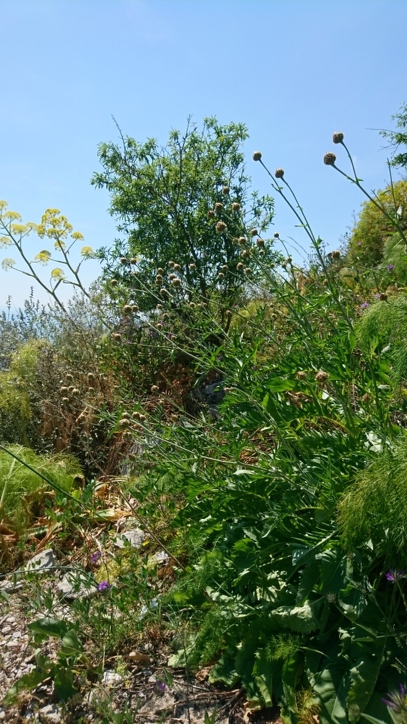 Centaurea tauromenitana photo 2