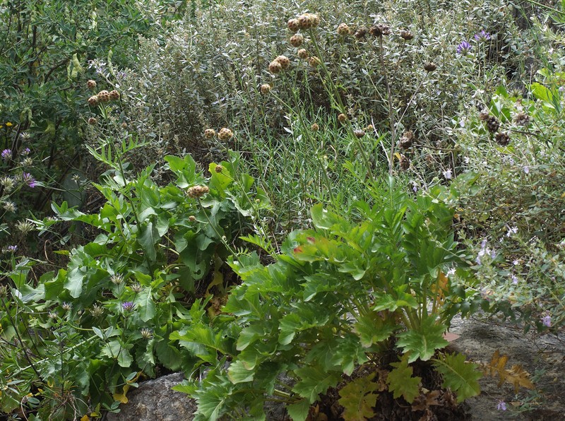 Centaurea tauromenitana photo 3
