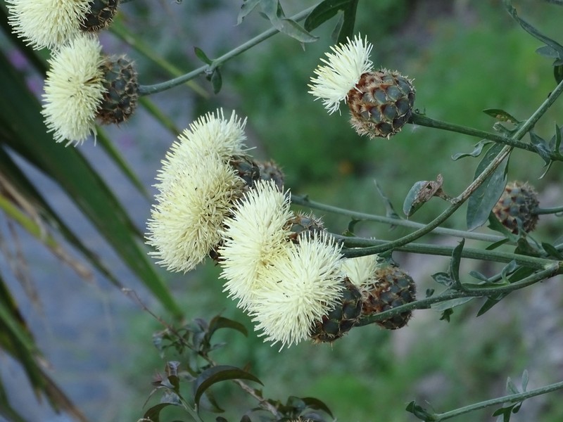 Centaurea tauromenitana photo 6