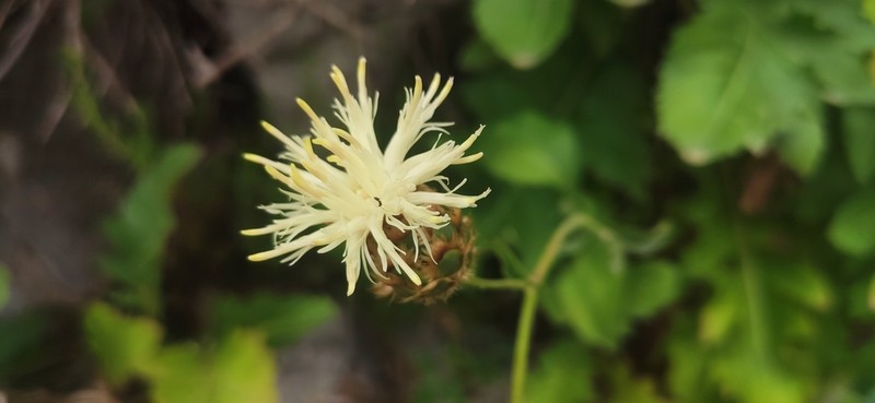 Centaurea tauromenitana photo 7