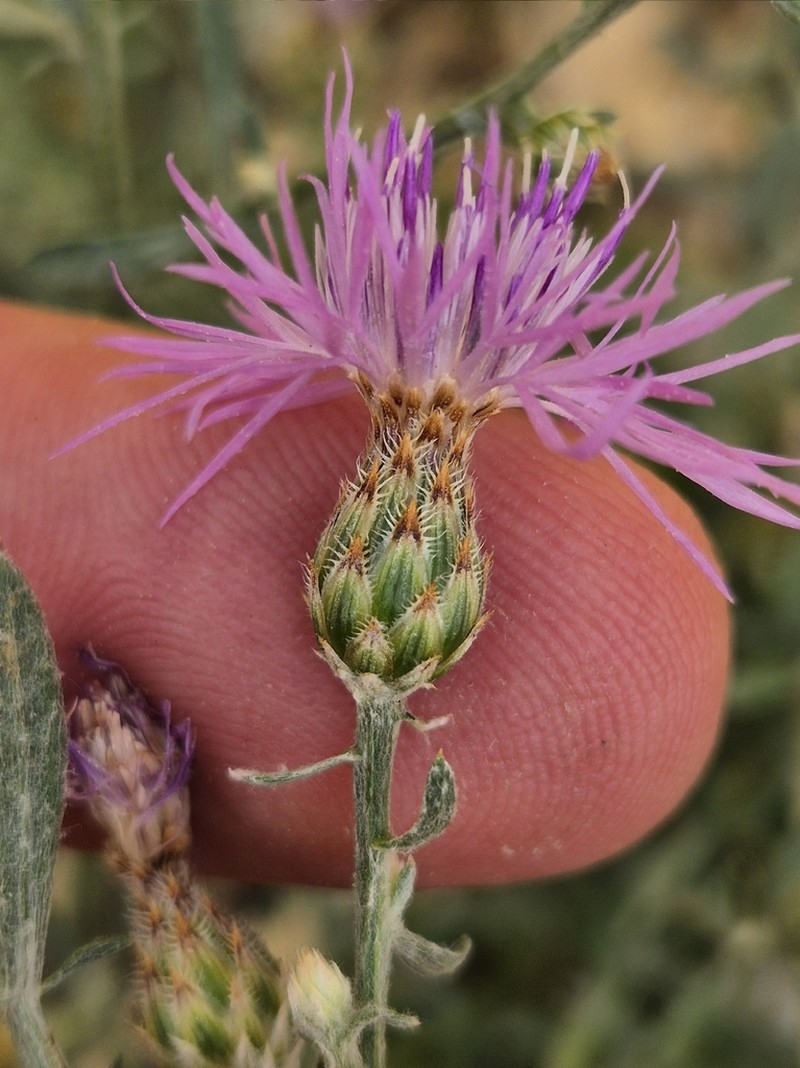 Centaurea tauscheri