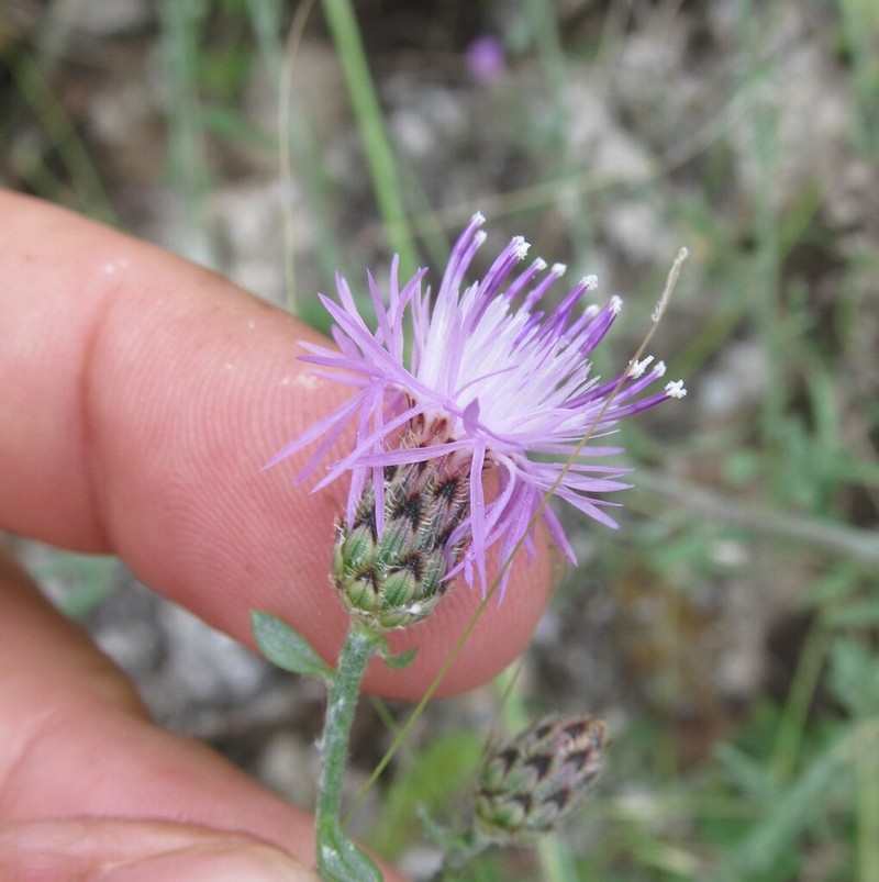 Centaurea tauscheri photo 2