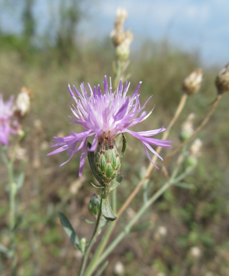 Centaurea tauscheri photo 3