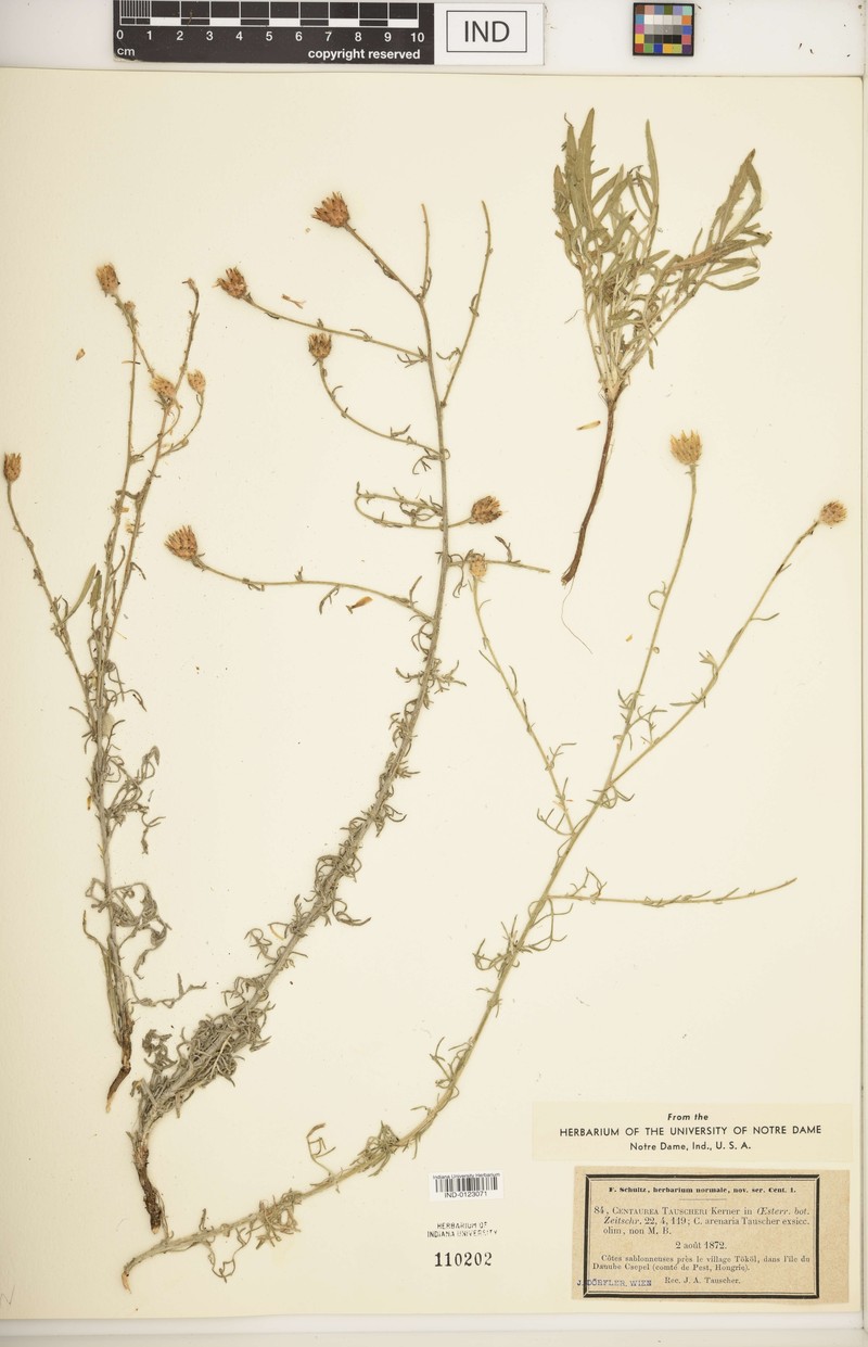 Centaurea tauscheri photo 4