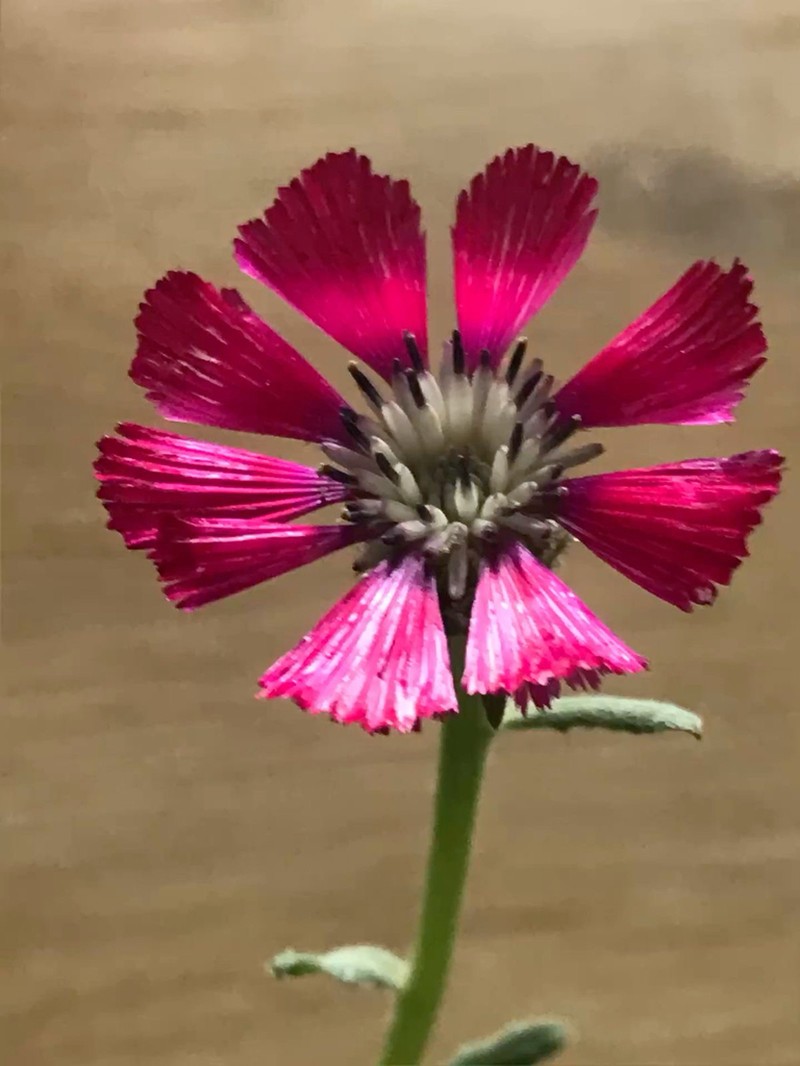Centaurea tchihatcheffii photo 2
