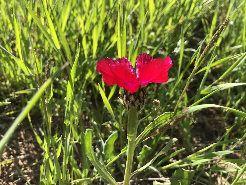 Centaurea tchihatcheffii photo 3