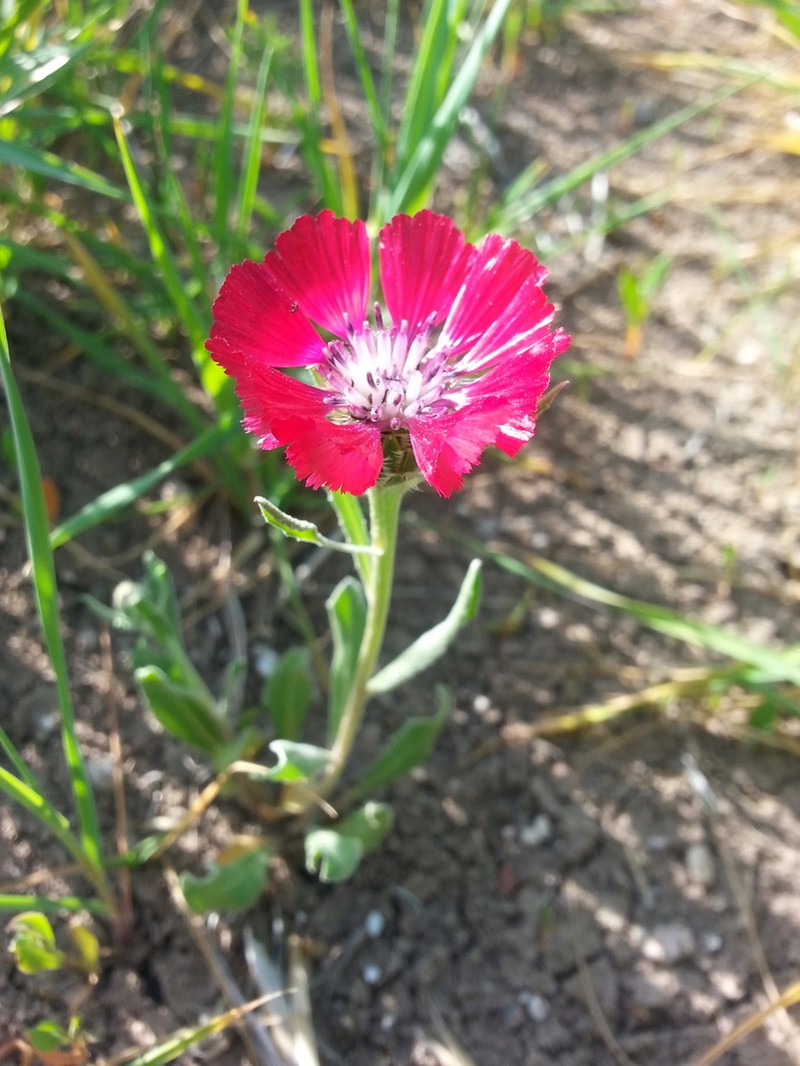 Centaurea tchihatcheffii photo 4
