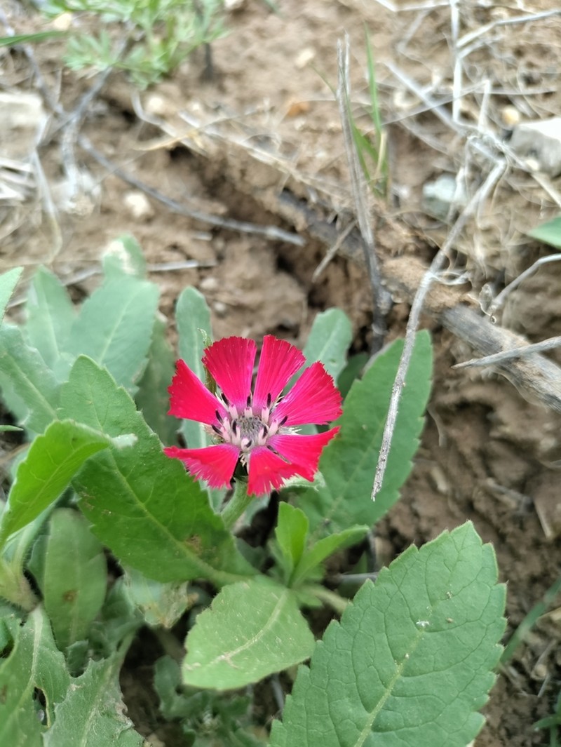 Centaurea tchihatcheffii photo 5