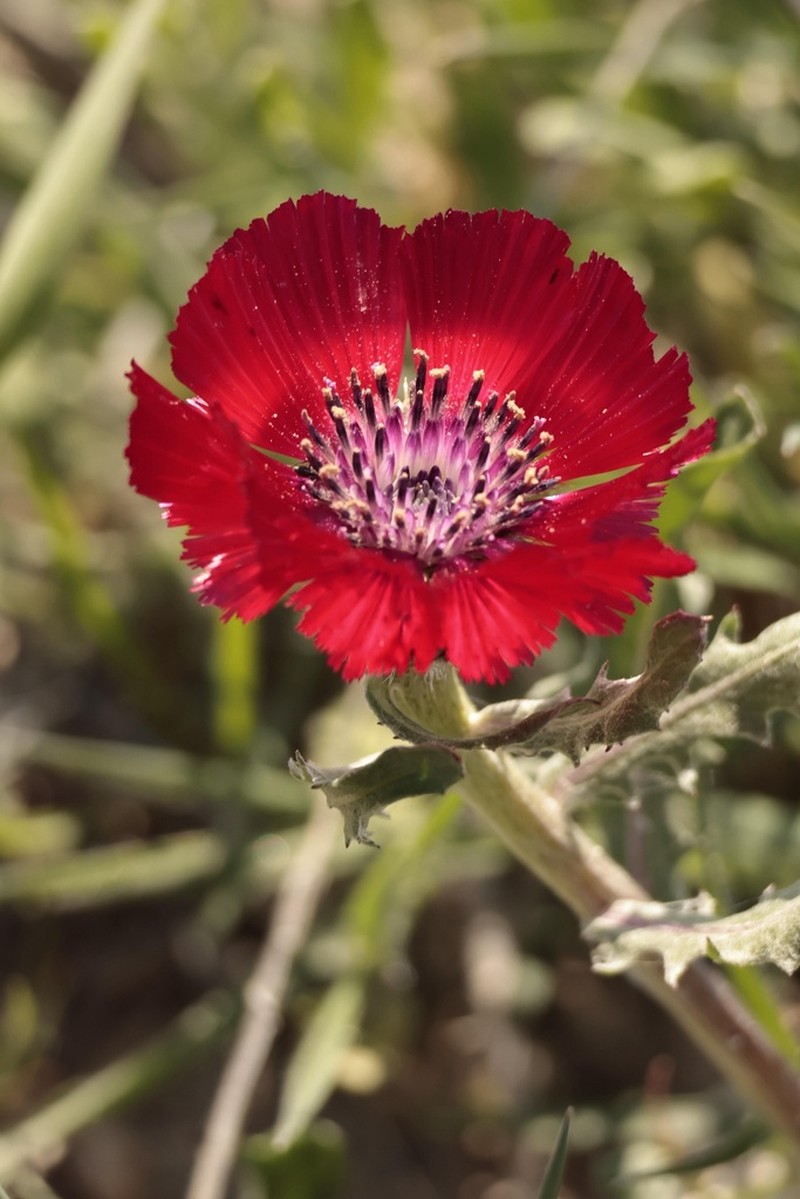 Centaurea tchihatcheffii photo 6