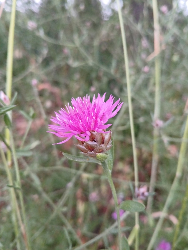 Centaurea tenacissima photo 2