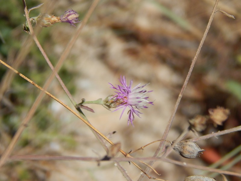 Centaurea tenacissima photo 3
