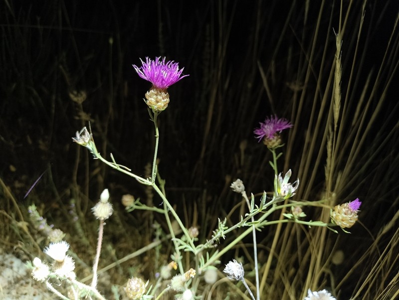 Centaurea tenacissima photo 4