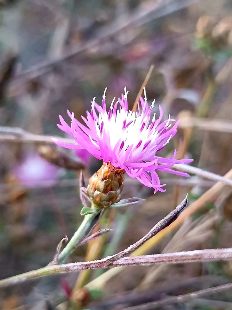 Centaurea tenacissima photo 5