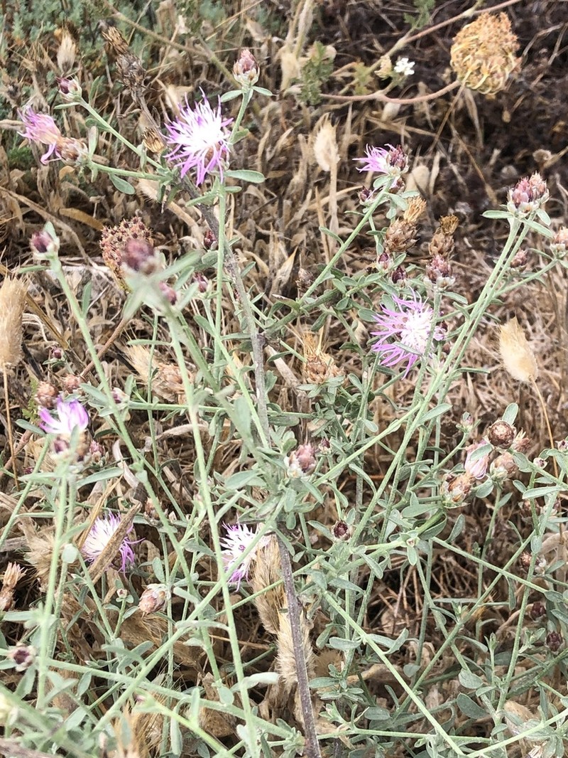 Centaurea tenacissima photo 7