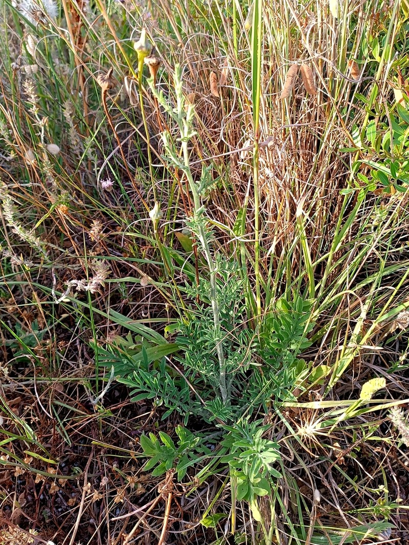 Centaurea tenacissima photo 8