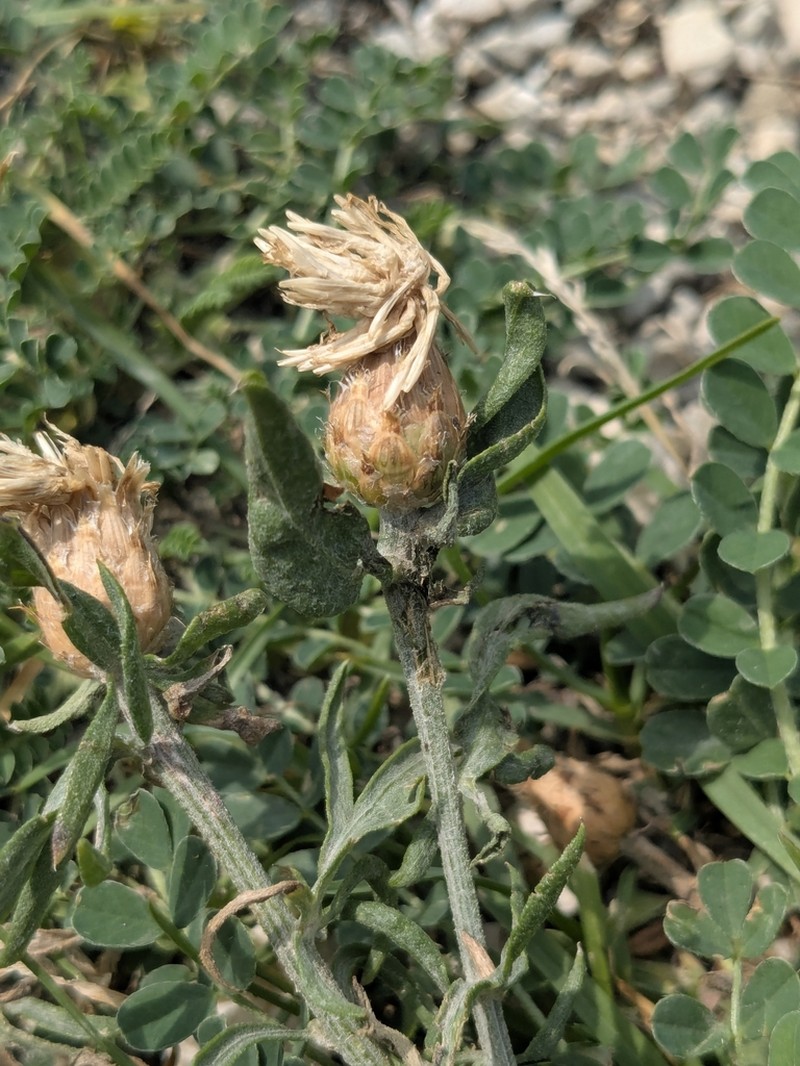 Centaurea tenoreana