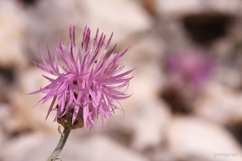 Centaurea tenoreana photo 2