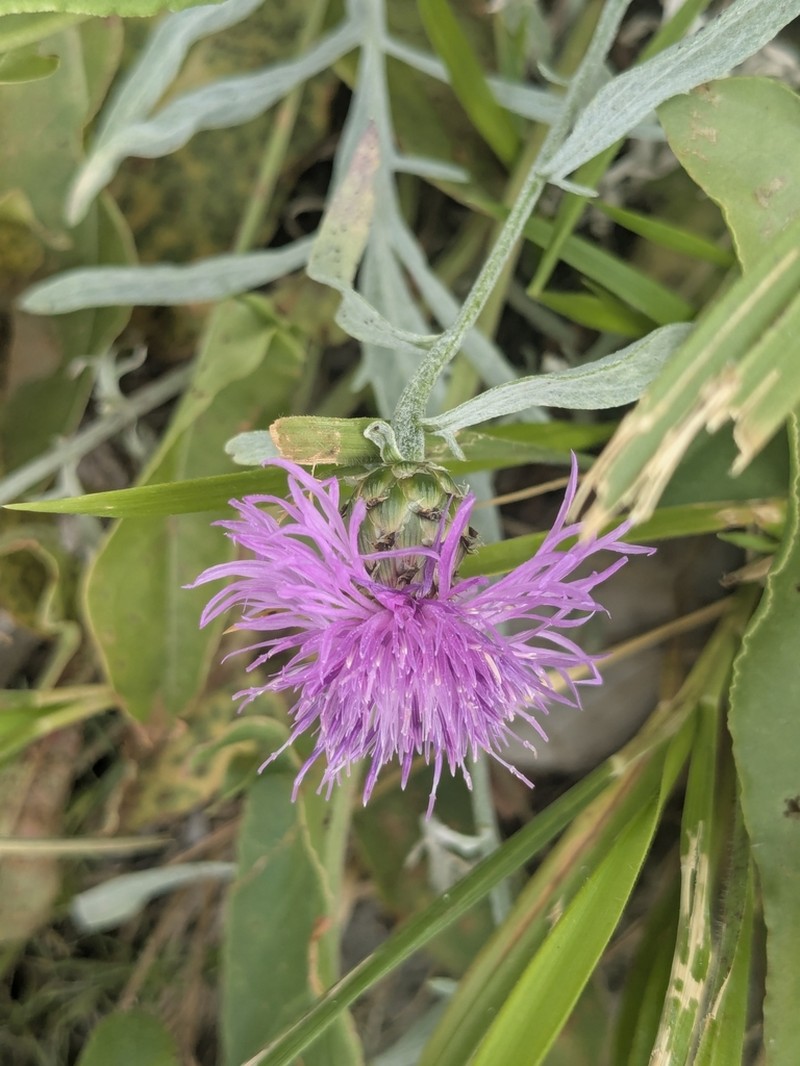 Centaurea tenoreana photo 3