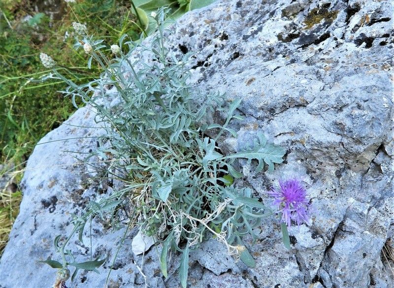 Centaurea tenoreana photo 4