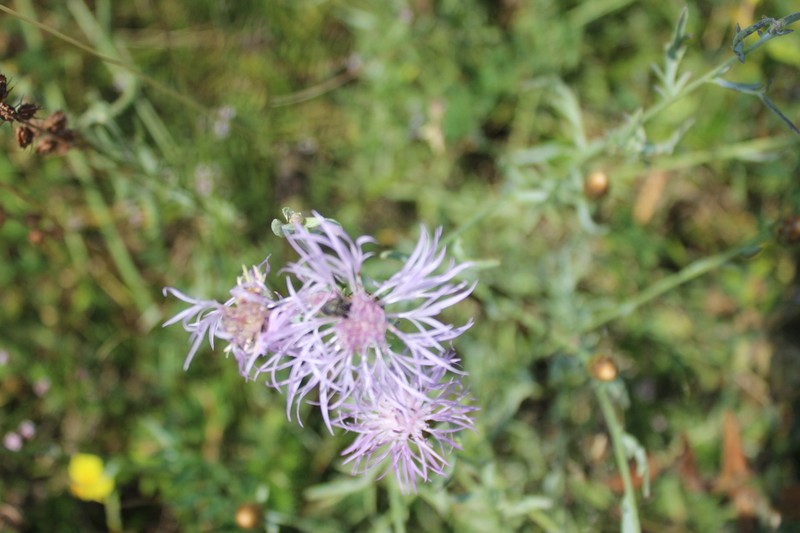 Centaurea tenoreana photo 5
