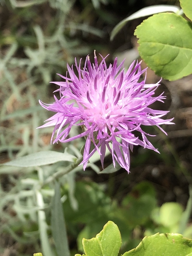 Centaurea tenoreana photo 6