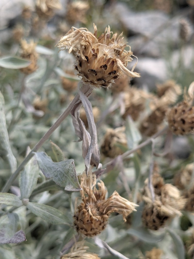 Centaurea tenoreana photo 7