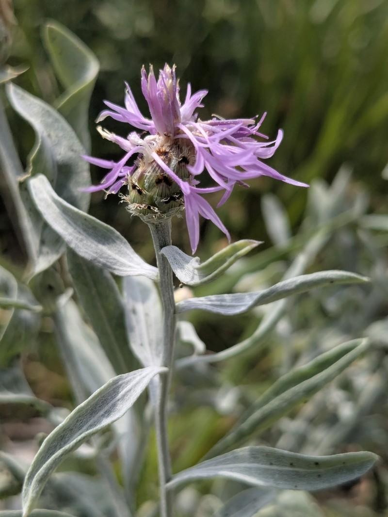 Centaurea tenoreana photo 8