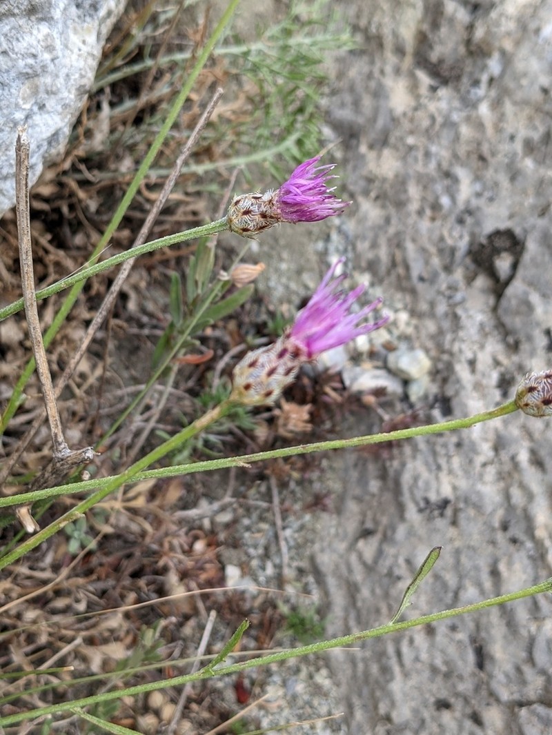 Centaurea tenorei