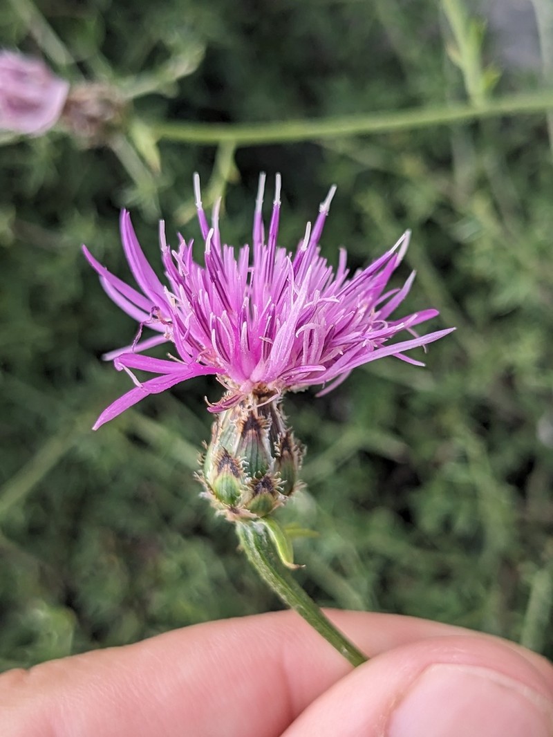 Centaurea tenorei photo 2