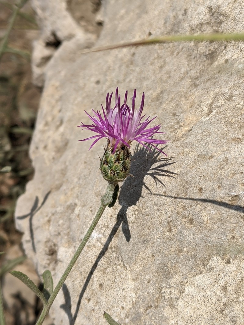 Centaurea tenorei photo 3