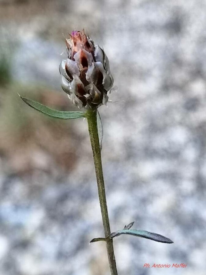 Centaurea tenorei photo 4