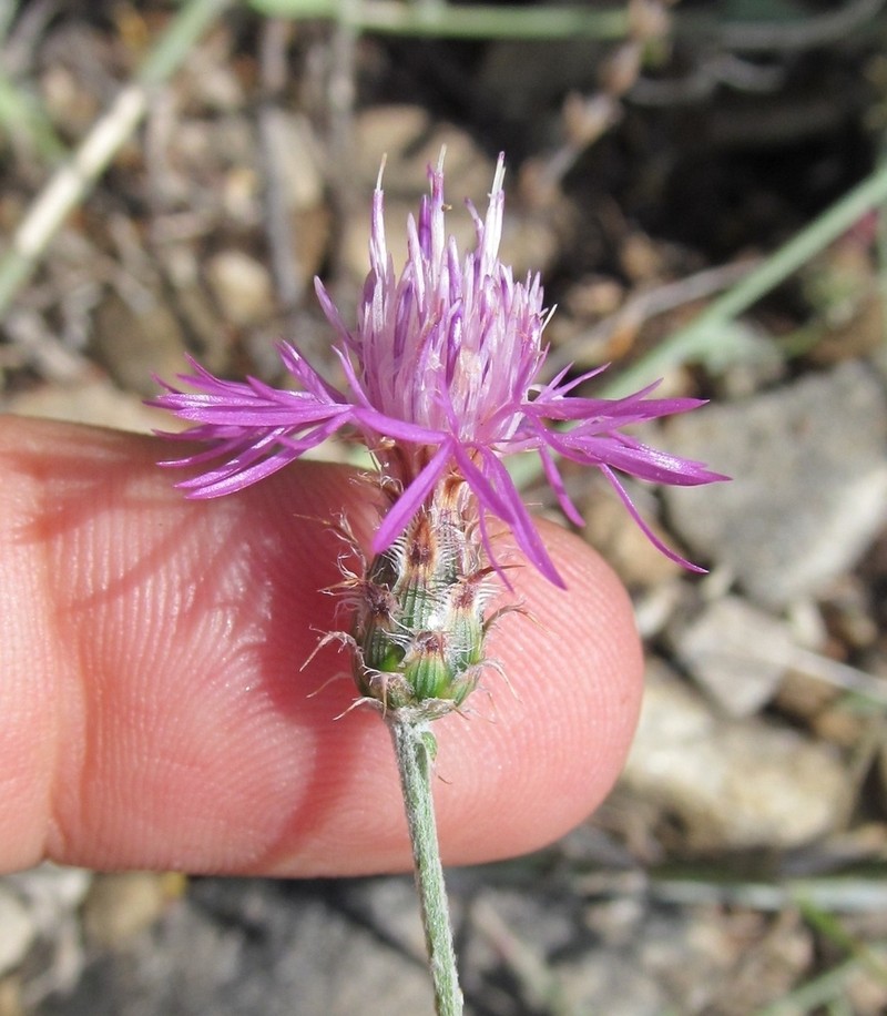 Centaurea thasia photo 3