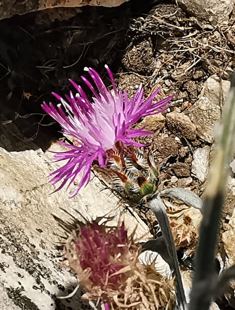Centaurea thasia photo 4