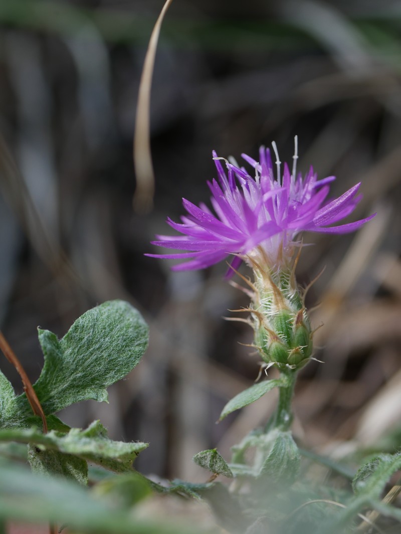 Centaurea thasia photo 5