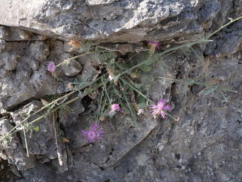 Centaurea thasia photo 6