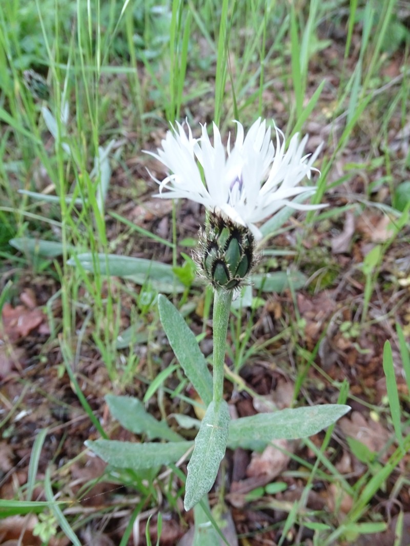 Centaurea thirkei