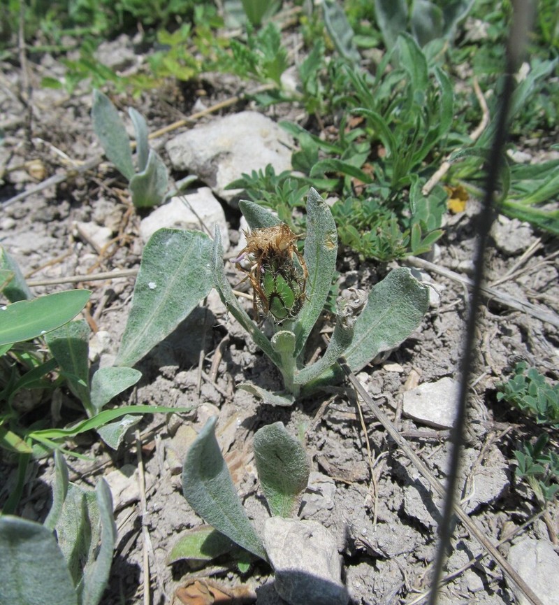 Centaurea thirkei photo 2