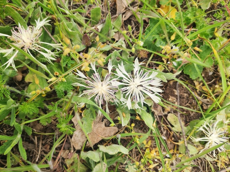 Centaurea thirkei photo 3